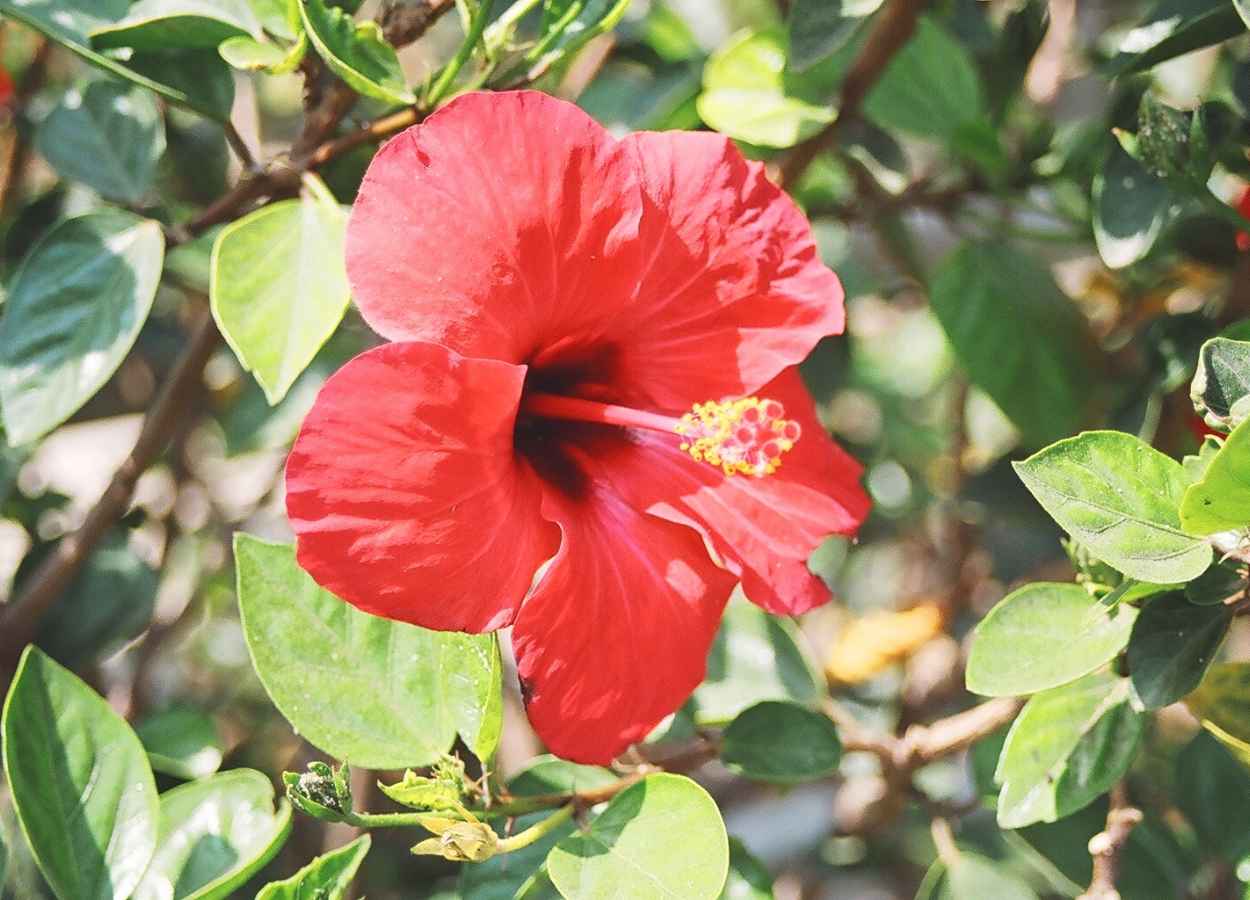 REVIEW ON HIBISCUS SABDARIFFA | PharmaTutor