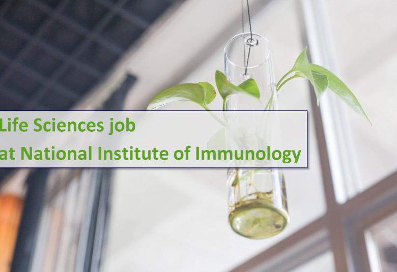 Job for Junior Research Fellow at NII