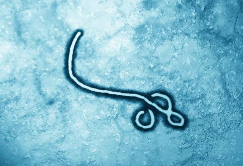 Some antibodies can broadly neutralize ebolaviruses Study