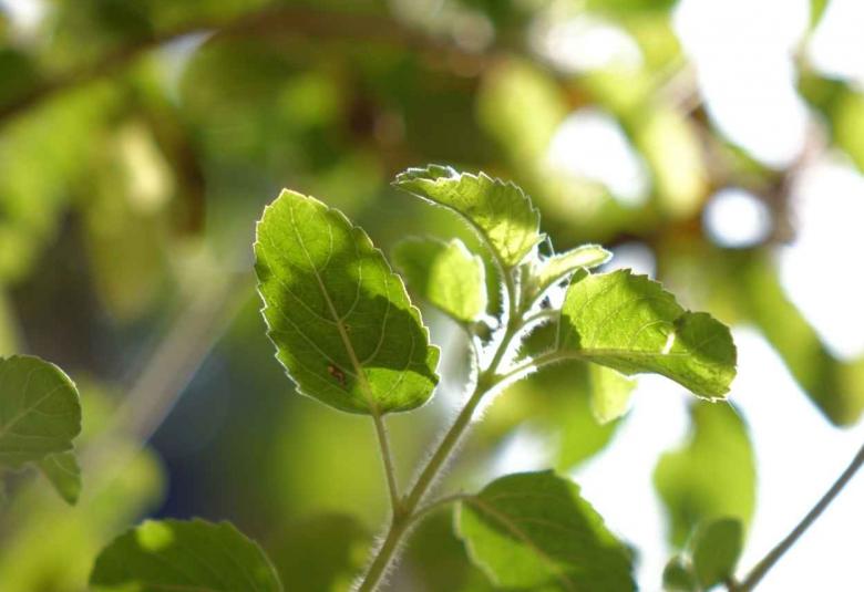 Basil Tulsi in Cosmetics