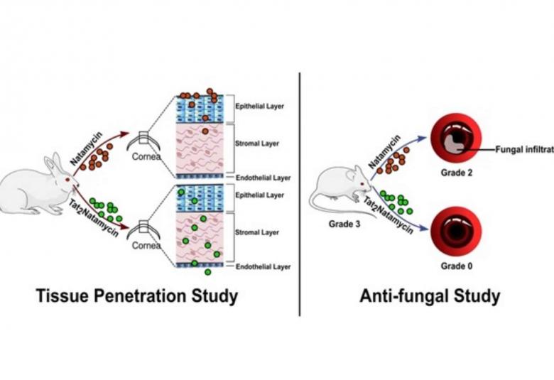 Scientists devise new strategy for combating fungal eye infection