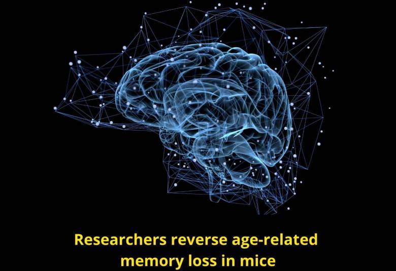 Researchers reverse age-related memory loss in mice