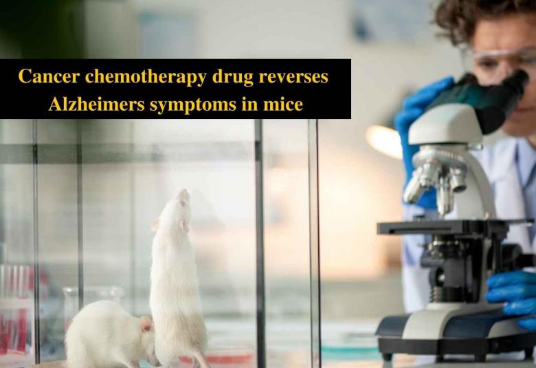 Cancer chemotherapy drug reverses Alzheimer symptoms in mice