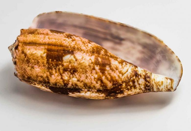 Venom of Cone Snail Could Lead to Future Diabetes Treatments