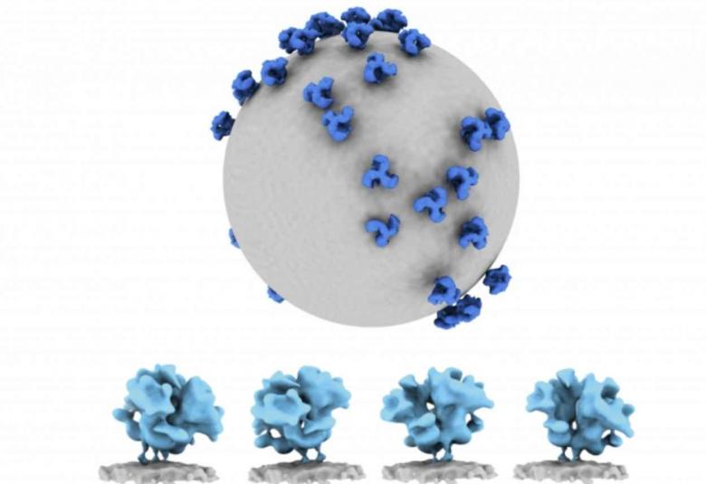 Unexpected findings detailed in new portrait of HIV 