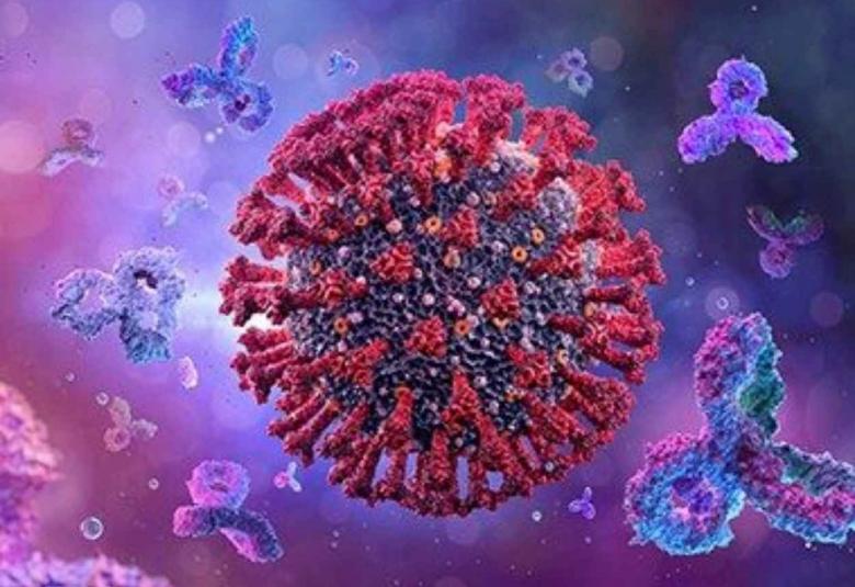 Common coronavirus infections don’t generate effective antibodies against SARS-CoV-2