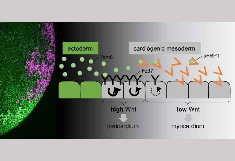 Future medical applications in drug design Research team studies role morphogens play in tissue patterning in heart development