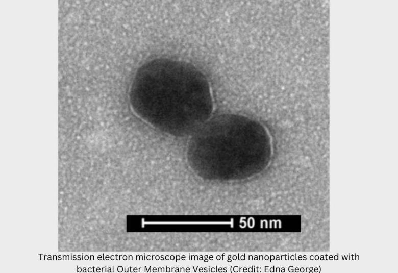 Bacterial vesicles coated on gold nanoparticles to combat TB