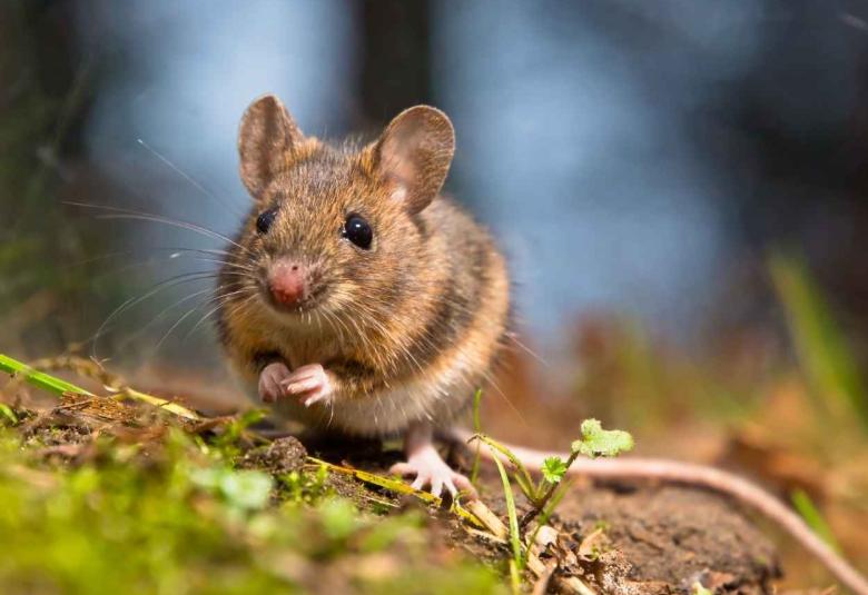 Fasting-Mimicking Diet Reduces Signs of Dementia in Mice