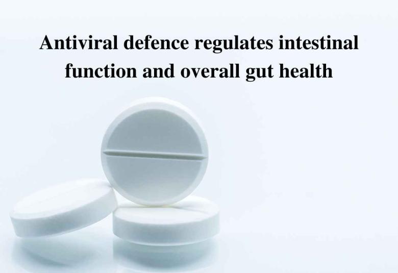 Antiviral defence regulates intestinal function and overall gut health
