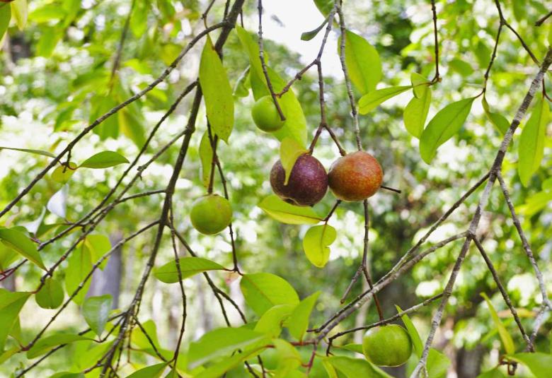 Kokum Butter in Cosmetics