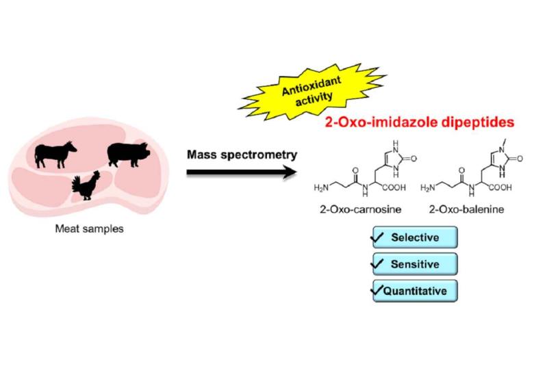 Establishment of a highly sensitive detection method for imidazole dipeptide oxidation derivatives