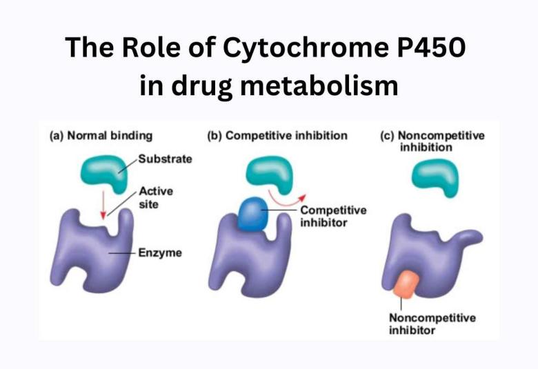 The Role of Cytochrome P450 in drug metabolism