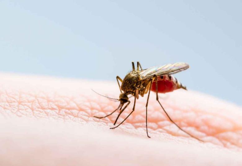 Belize certified malaria-free by WHO