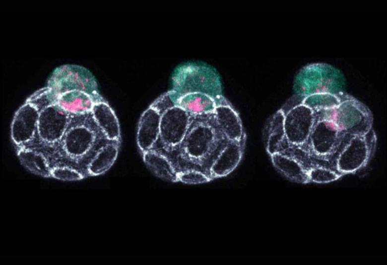 Scientists unveil RNA-guided mechanisms driving cell fate