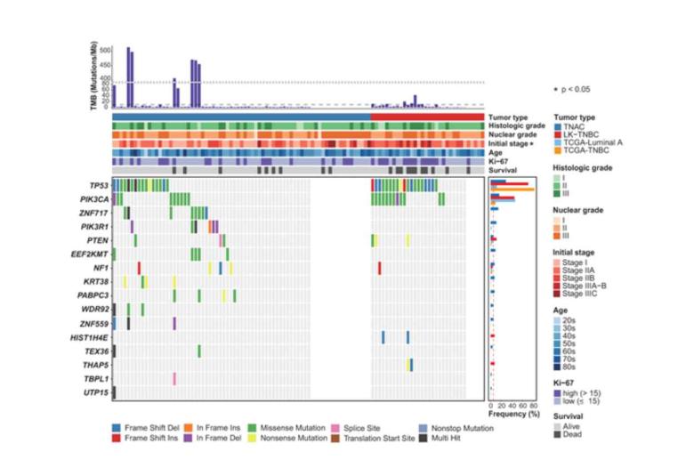 Groundbreaking Research Unveils Genetic Characteristics and Improved Prognosis of Triple Negative Apocrine Carcinoma
