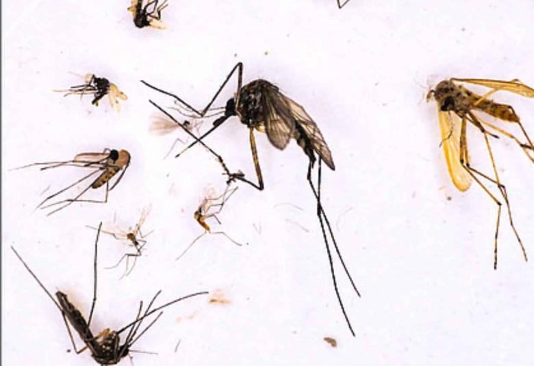 Study on the effects of rainforest clearing on mosquitoes and the viruses they carry