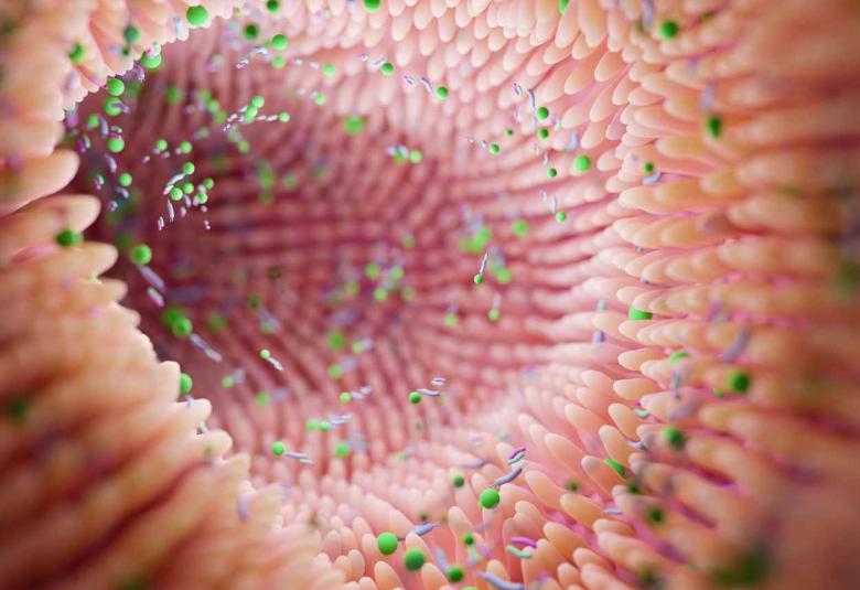 New Study Demonstrates Promise of Engineering Gut Bacteria to Treat Hypertension