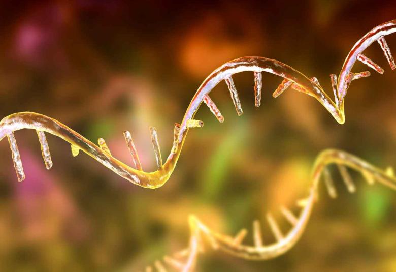 AI predicts more accurate RNA 3D structure