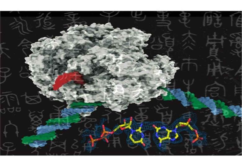 Enzymes Can’t Tell Artificial DNA From the Real Thing