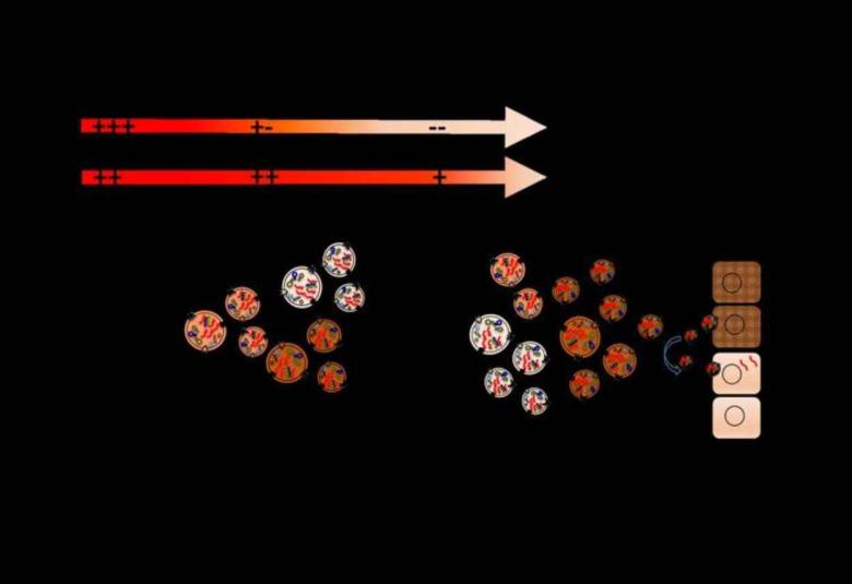 Indian scientist uncovers prolonged existence of SARS-CoV-2 in the vesicles