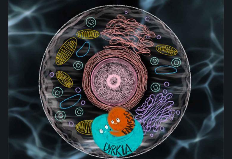 Protein-protein interaction discovery unveils Down syndrome's molecular mechanism potential
