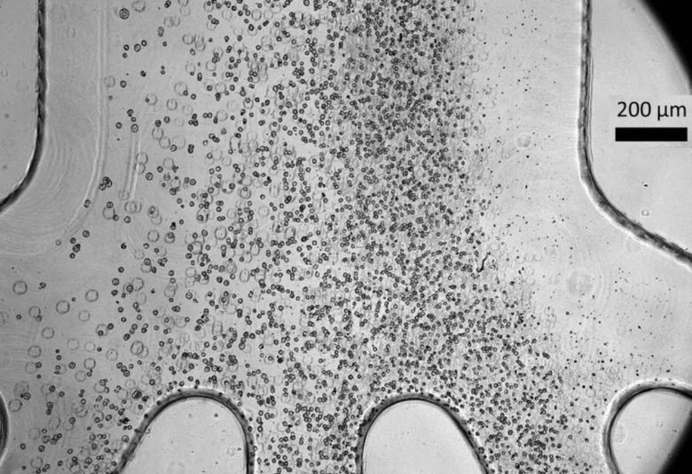 Scientists develop a low-cost device to make cell therapy safer