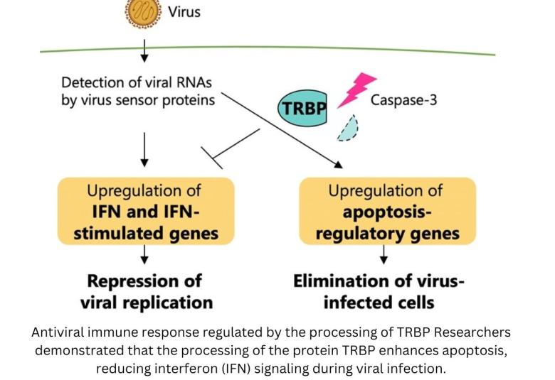  Key protein regulates immune response to viruses in mammal cells