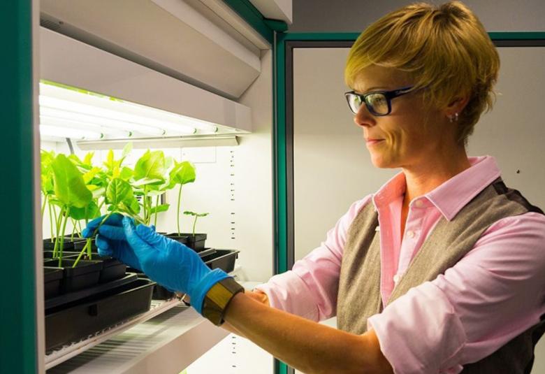 Plant Virus Treatment Shows Promise in Fighting Metastatic Cancers in Mice