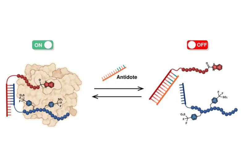 Tsetse fly protein provides anti-clotting agent with its own on-off switch