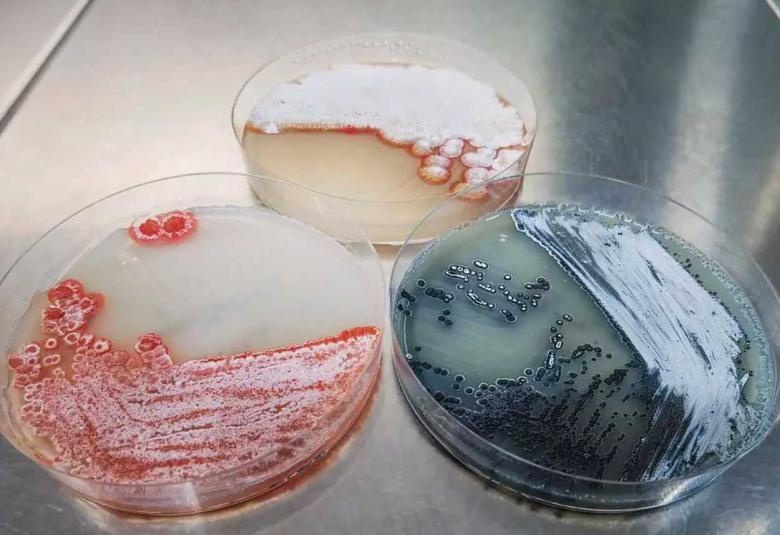 Activating the hidden pharmaceutical potential of bacteria