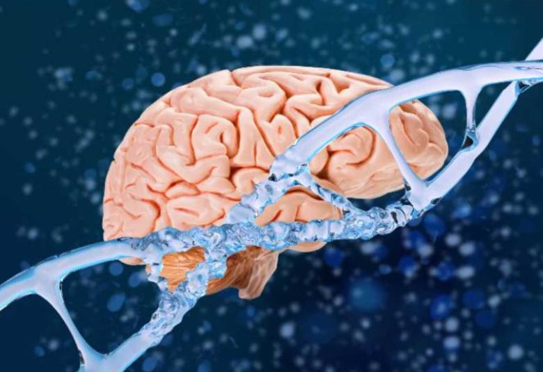 Brain changes in Huntington’s disease decades before diagnosis will guide future prevention trials