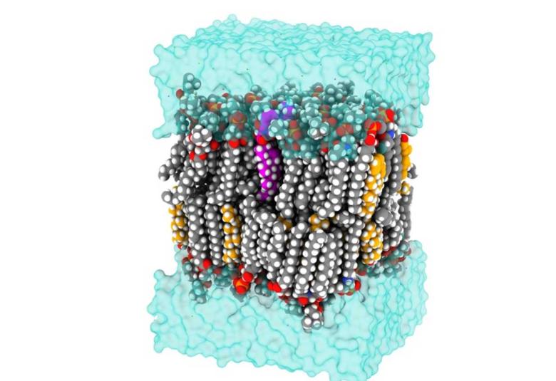 Florescent Probes Illuminate Cholesterol and Alzheimer’s Research