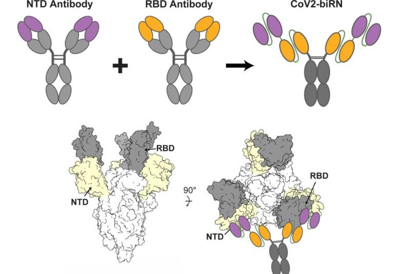 New antibodies show potential to neutralize virus that causes COVID-19