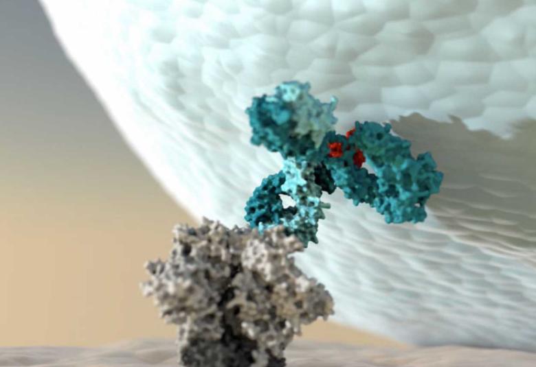Empowering antibodies to better activate the immune system