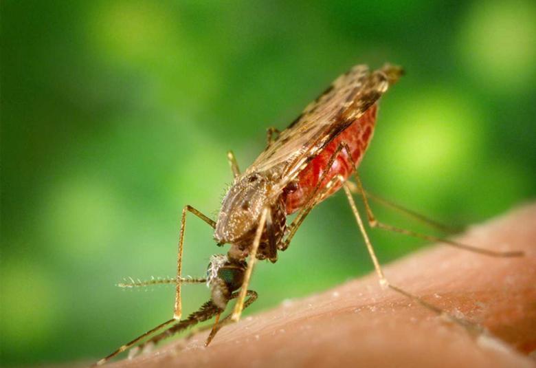 Novel Maneuver Helps Malaria Parasite Dodge the Immune System