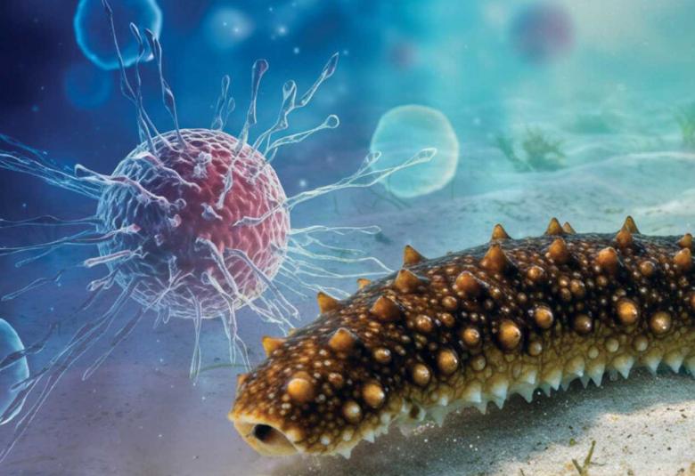 Sea Cucumbers Could Hold Key to Stopping Cancer Spread