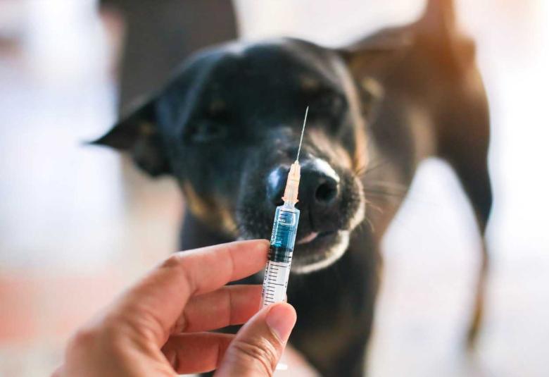 Government boosts rabies control through vaccines, training, and model anti-rabies clinics