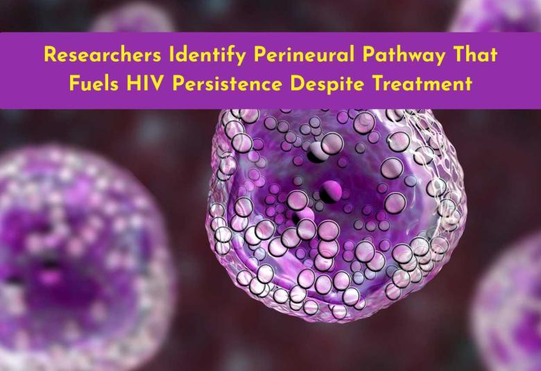 Researchers Identify Perineural Pathway That Fuels HIV Persistence Despite Treatment