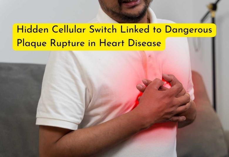 Hidden Cellular Switch Linked to Dangerous Plaque Rupture in Heart Disease