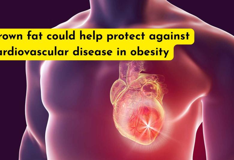 Brown fat could help protect against cardiovascular disease in obesity