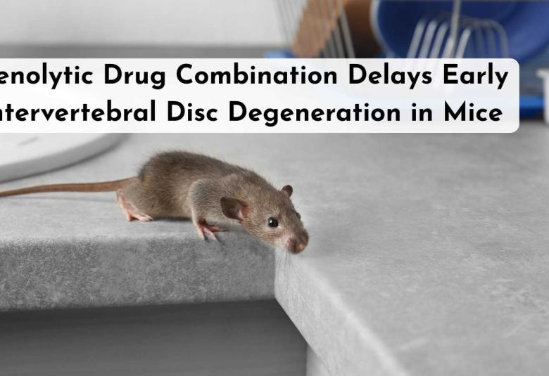 Senolytic Drug Combination Delays Early Intervertebral Disc Degeneration in Mice