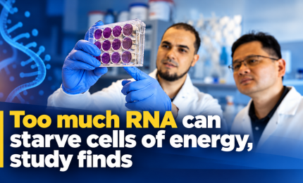 Too much RNA can starve cells of energy, study finds