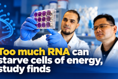 Too much RNA can starve cells of energy, study finds
