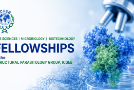 Life Sciences / Microbiology / Biotechnology Fellowships in the Structural Parasitology Group, ICGEB