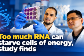 Too much RNA can starve cells of energy, study finds