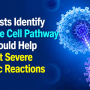 Scientists Identify Immune Cell Pathway That Could Help Prevent Severe Allergic Reactions