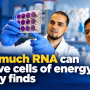 Too much RNA can starve cells of energy, study finds