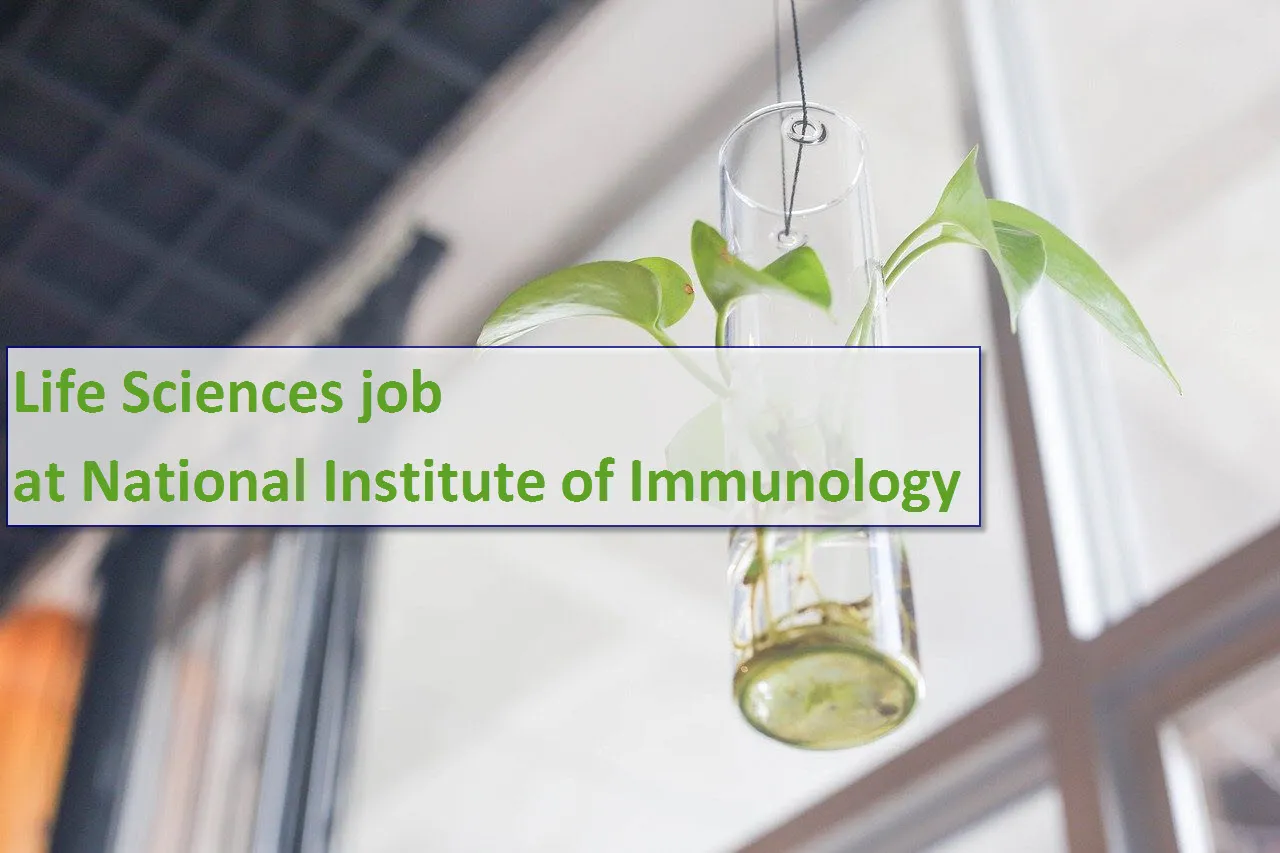 Job for Junior Research Fellow at NII