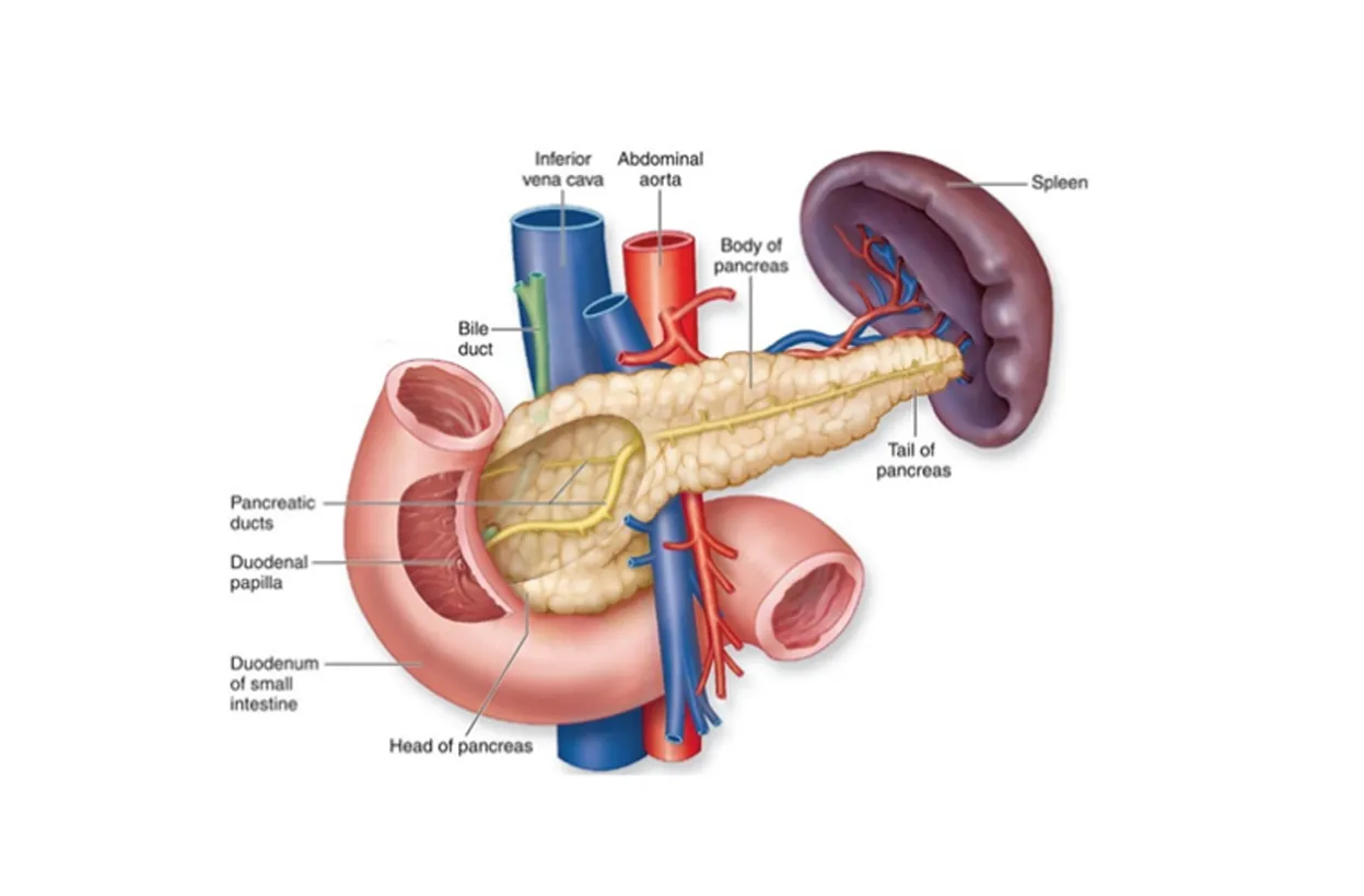 NATEGLINIDE IN THE MANAGEMENT OF TYPE 2 DIABETES